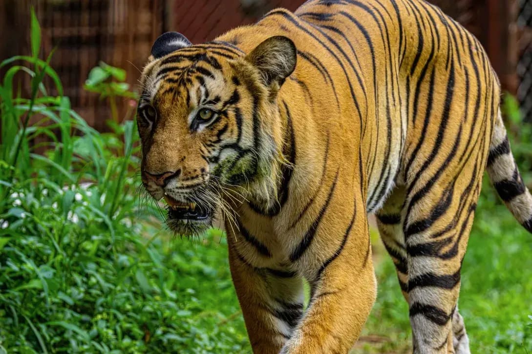 What to Do When You Find a Young Animal Alone