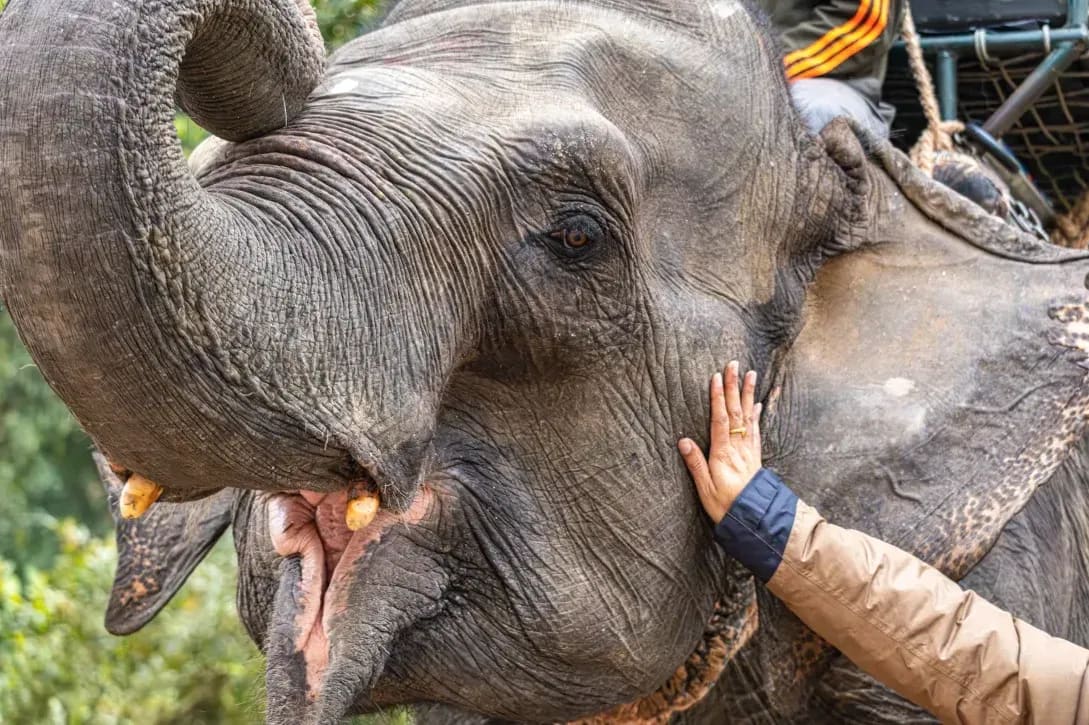 Northern WildCare Rescue 1