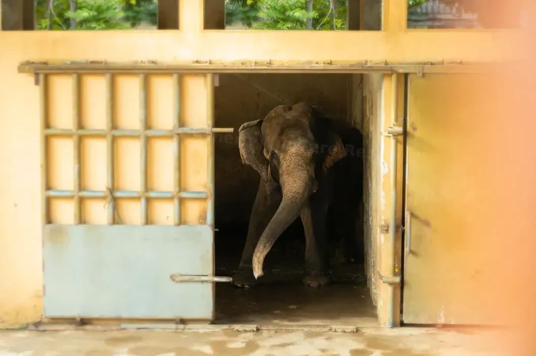 Northern WildCare Rescue 10