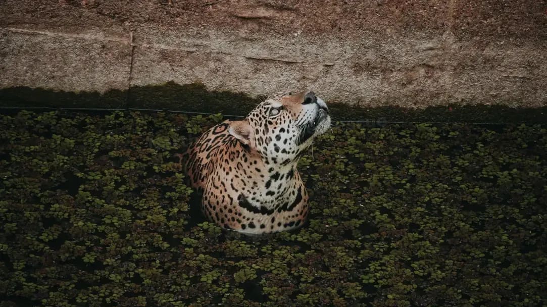 Northern WildCare Rescue 11