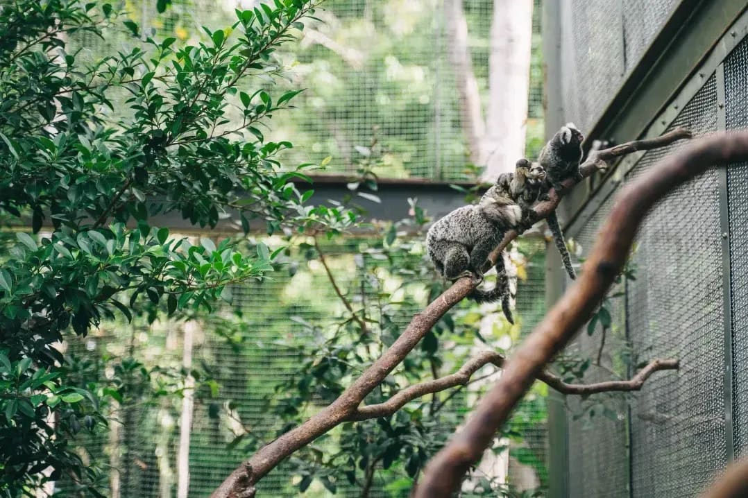 Northern WildCare Rescue 12
