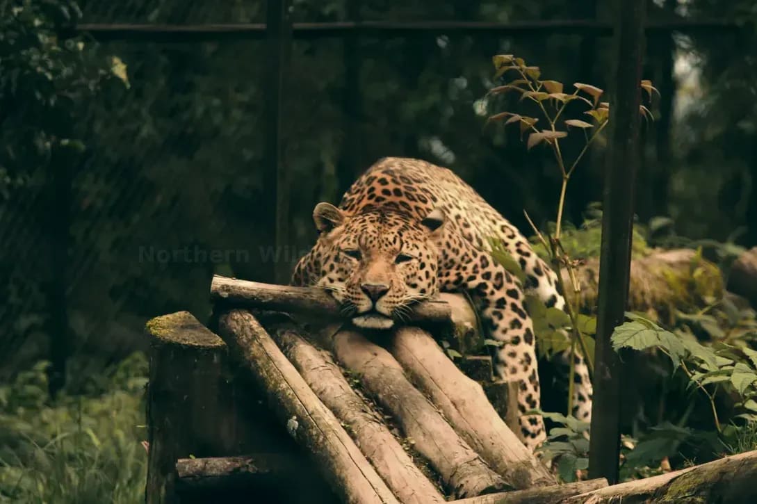 Northern WildCare Rescue 13