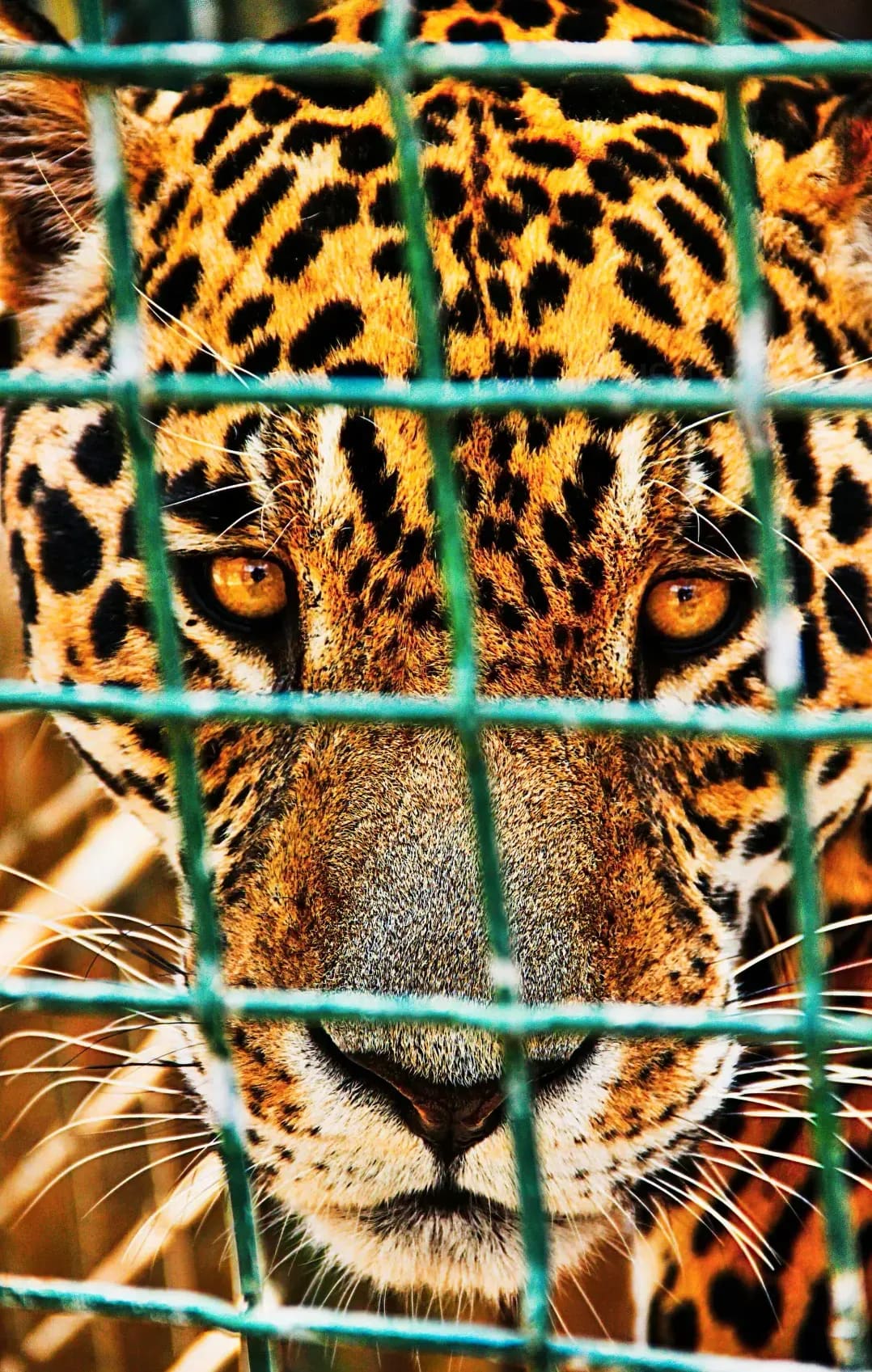 Northern WildCare Rescue 14