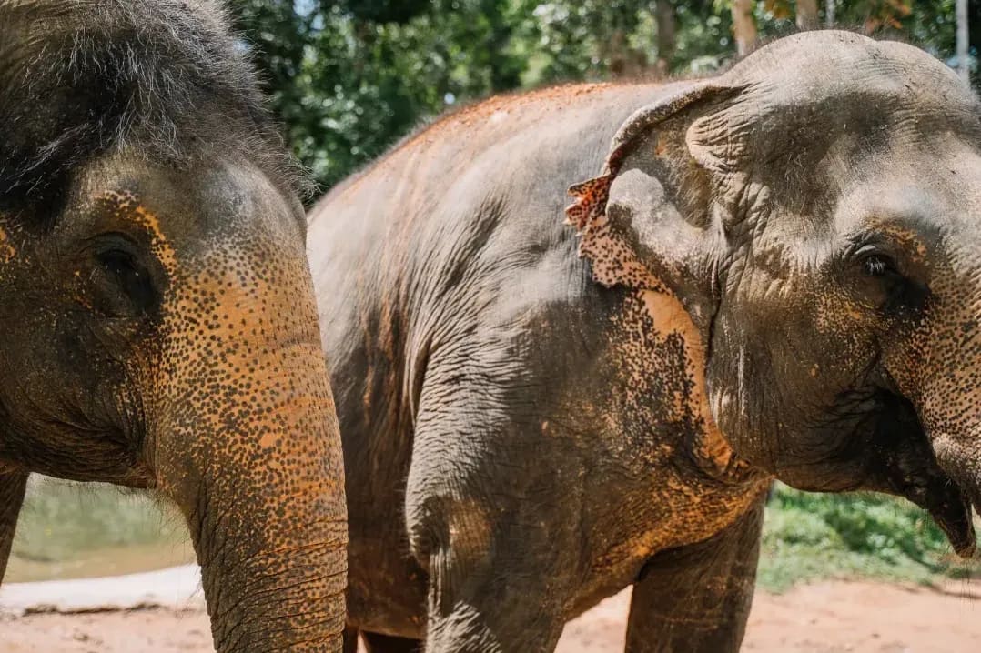 Northern WildCare Rescue 2