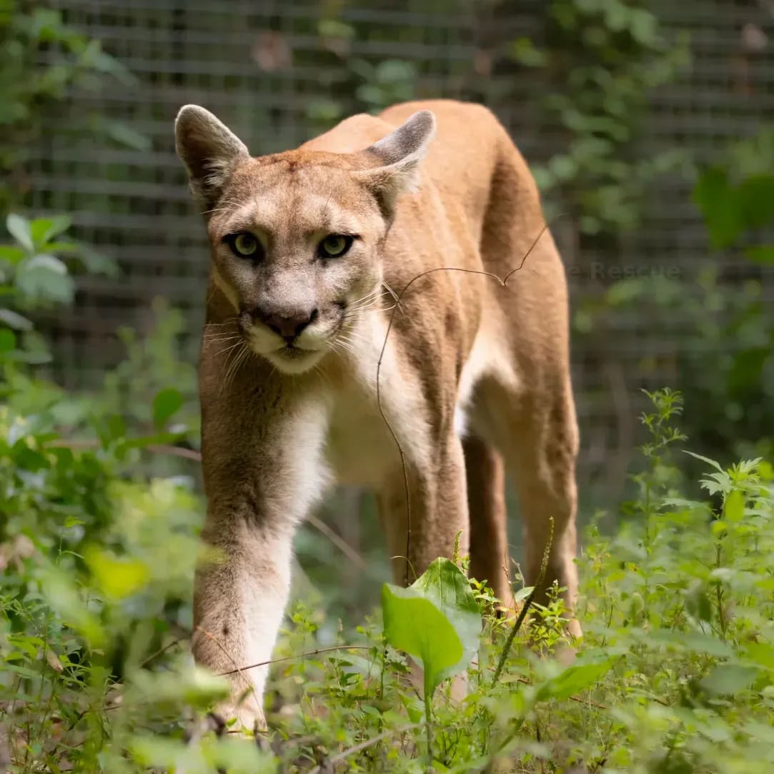 Northern WildCare Rescue 3