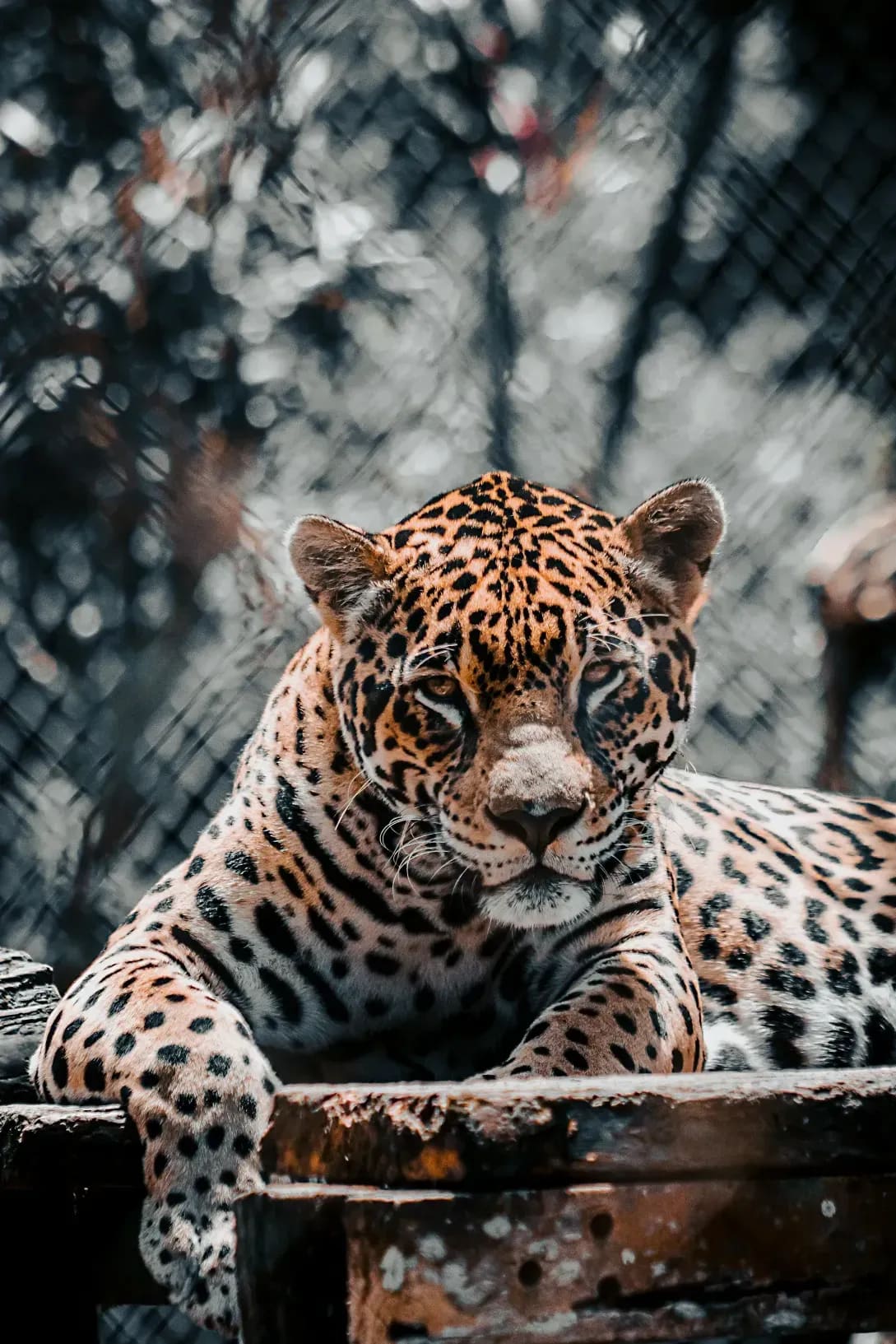 Northern WildCare Rescue 4