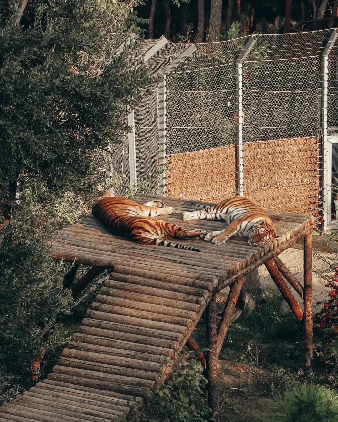 Northern WildCare Rescue 5