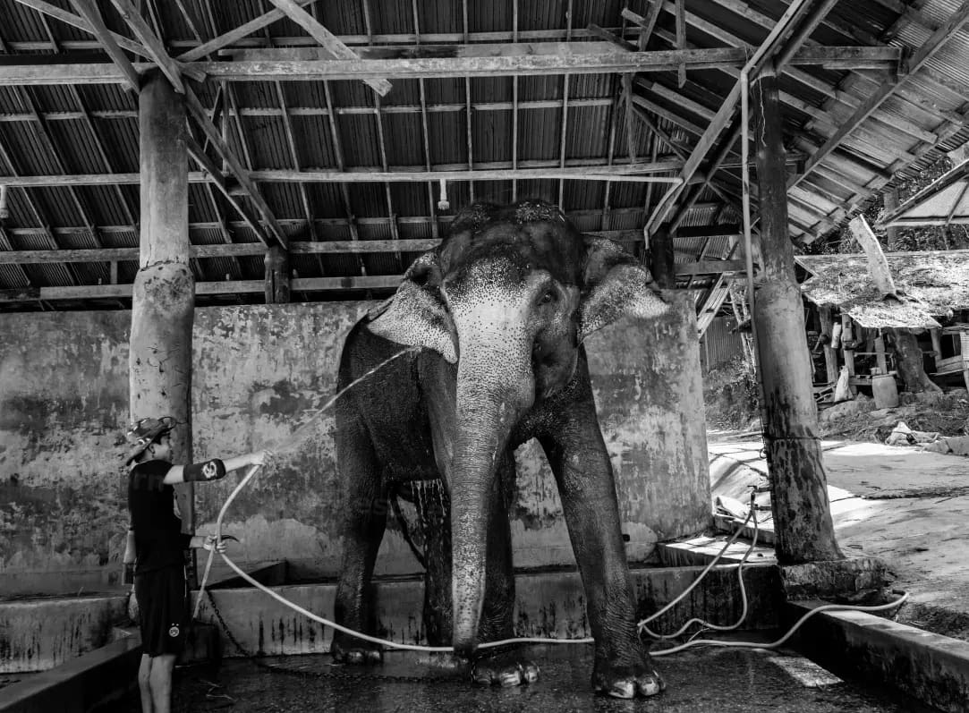 Northern WildCare Rescue 6