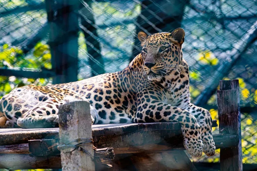 Northern WildCare Rescue 8