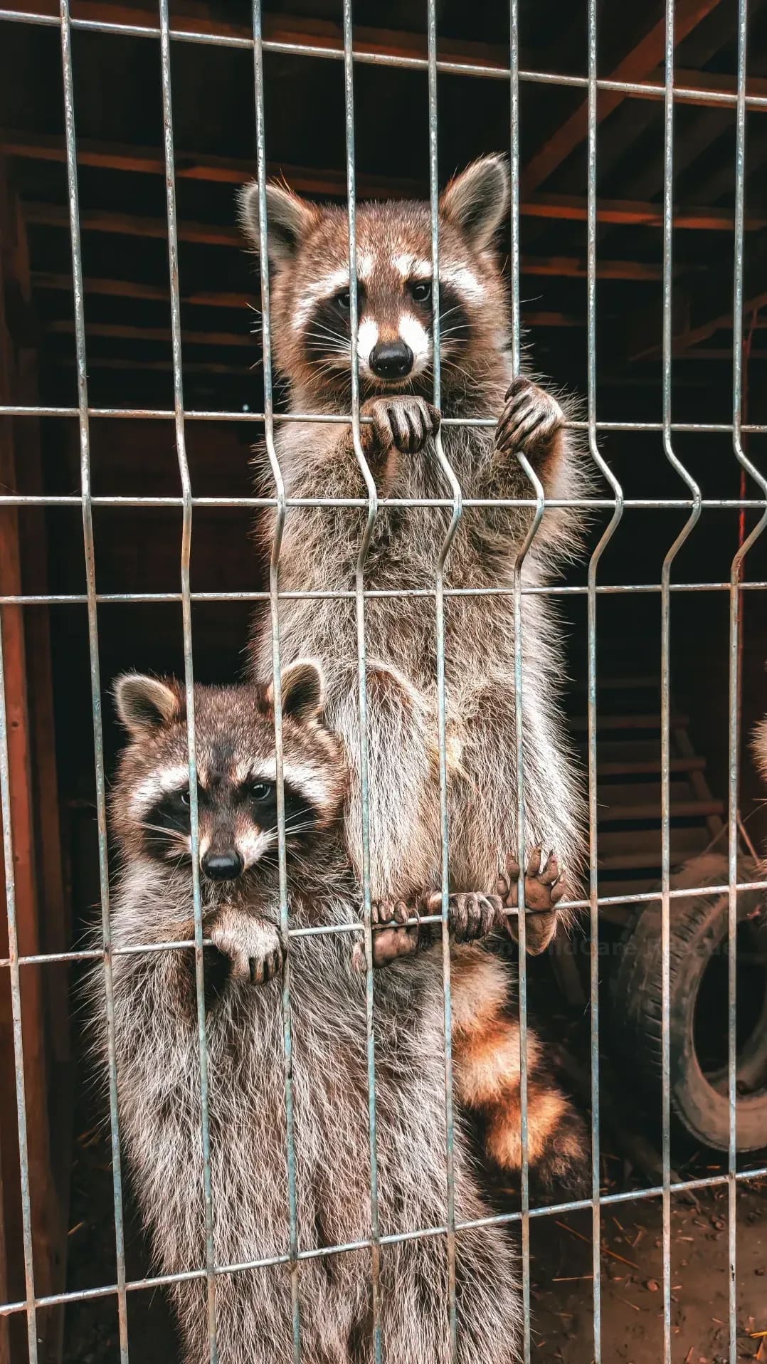 Northern WildCare Rescue 9