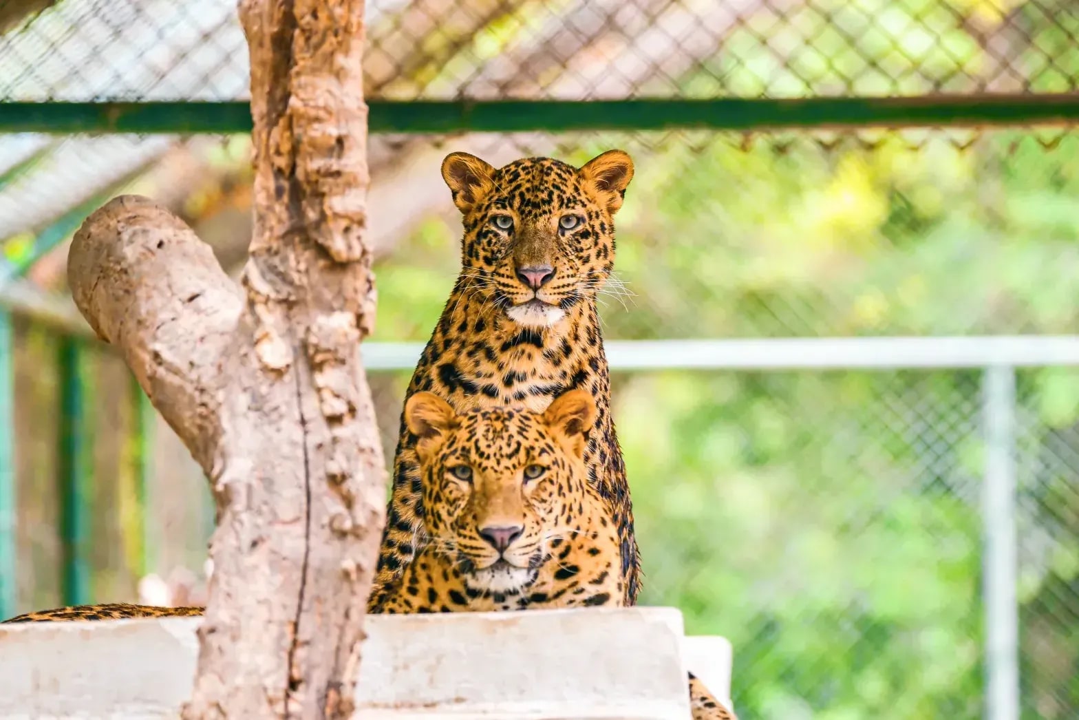 Northern WildCare Rescue