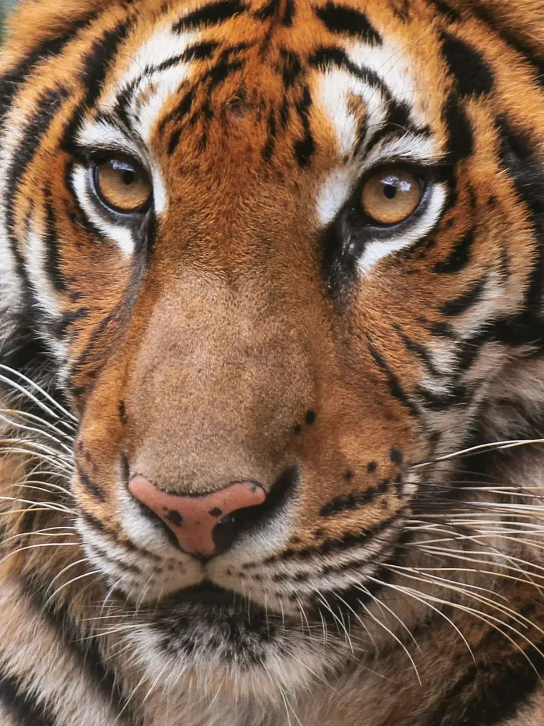 Wildlife removal and humane capture