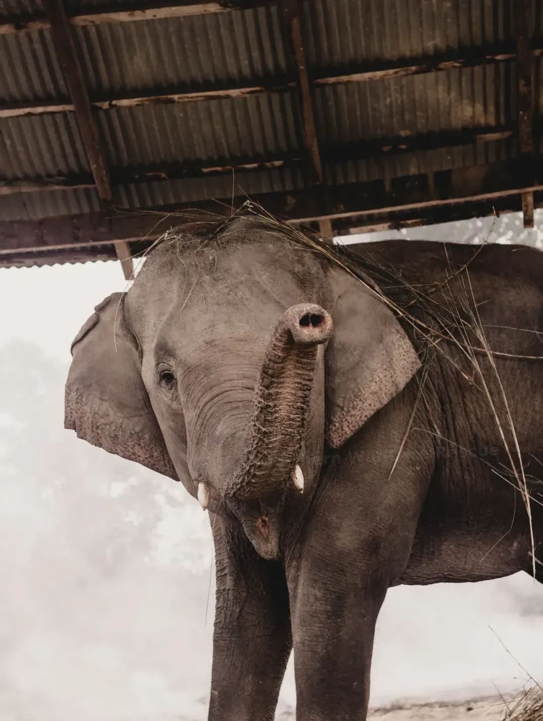 Orphaned or injured animal transport coordination
